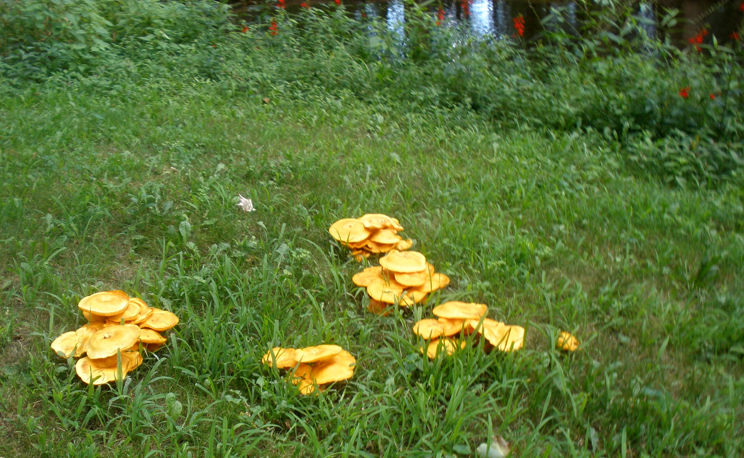 It's August when the fungi bloom