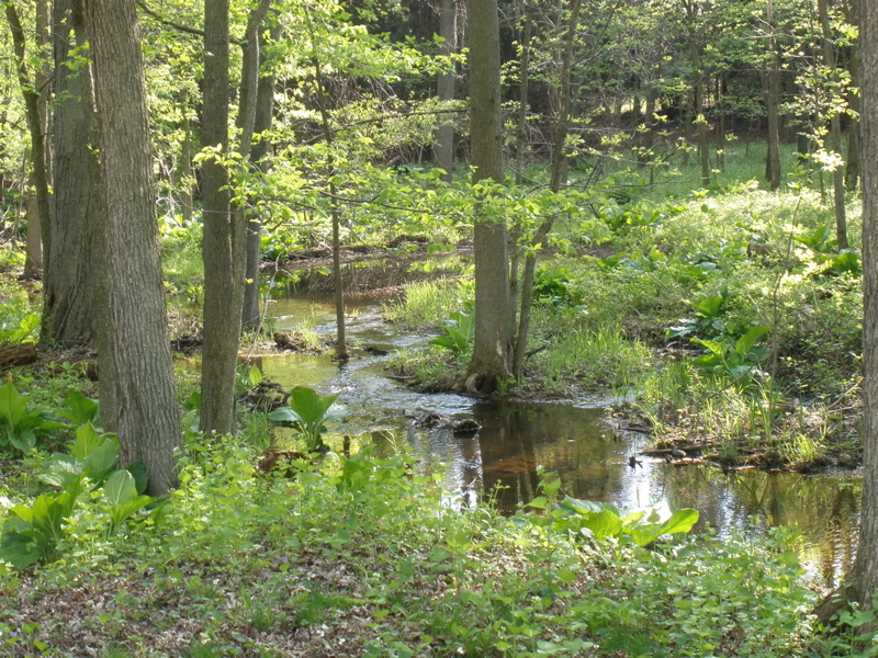 A Creek Runs Through It