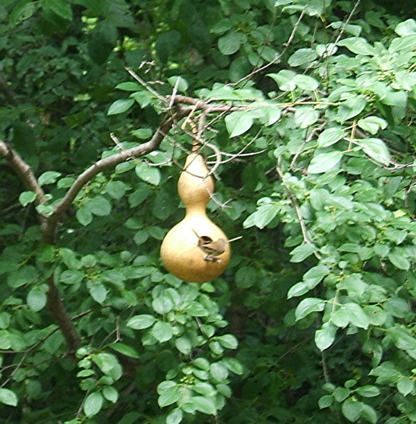 A gourd house