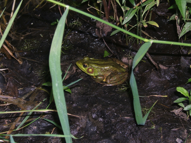 Along the trail at night