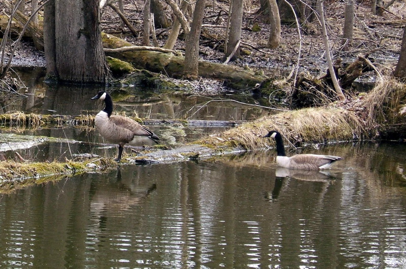 And the geese