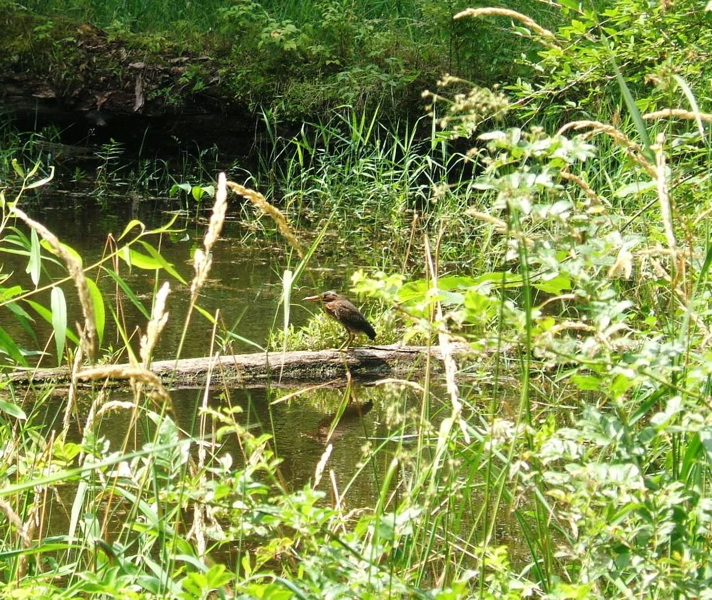 Like a blue heron, but green