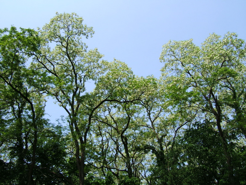 Black locust in bloom