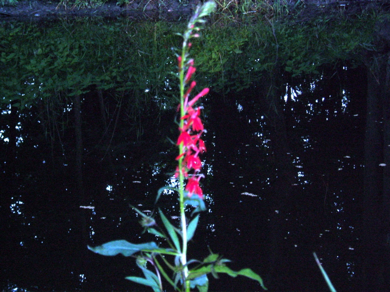 Cardinal flower at night