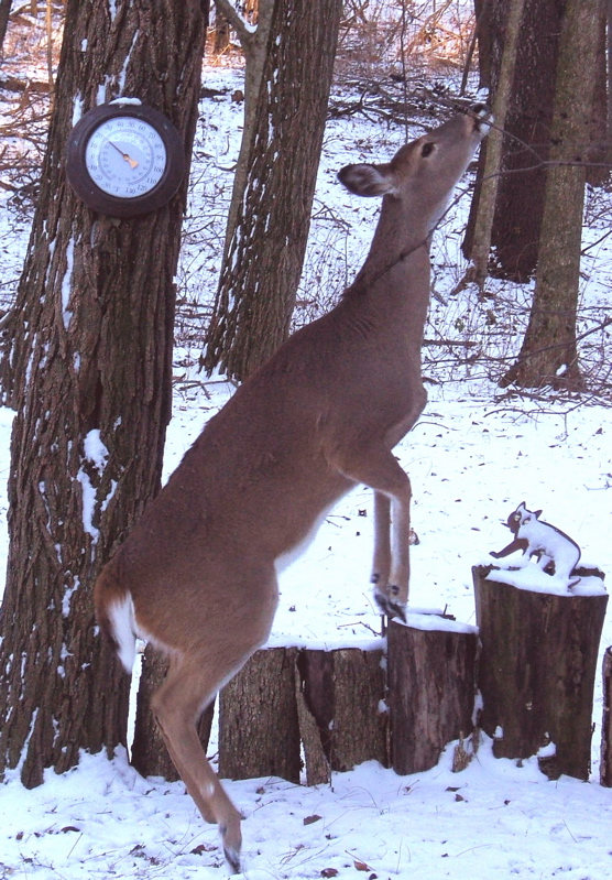 Like horse play but deer...