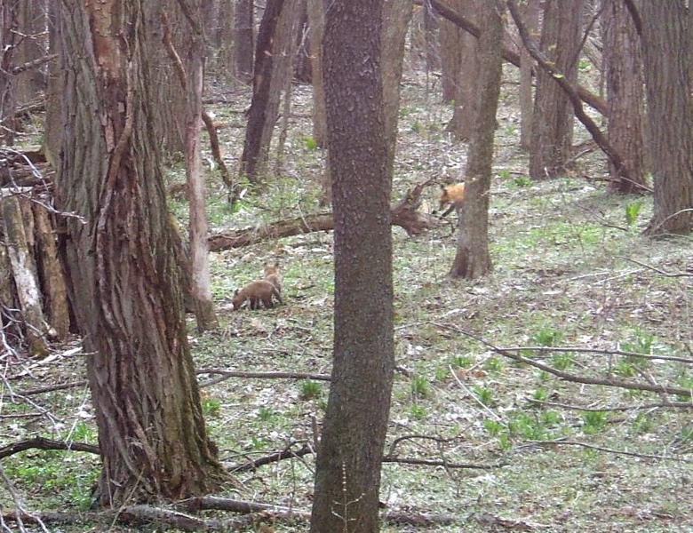 The foxes come out in the spring