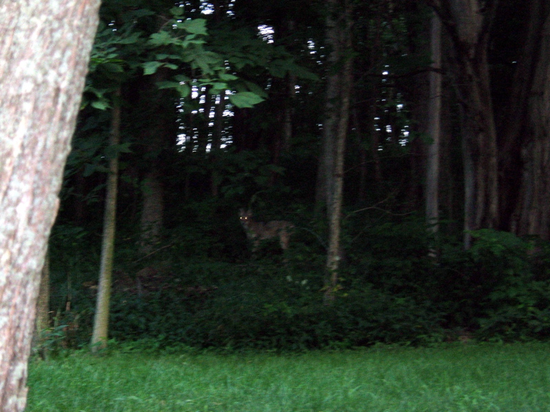 The wayward coyote
