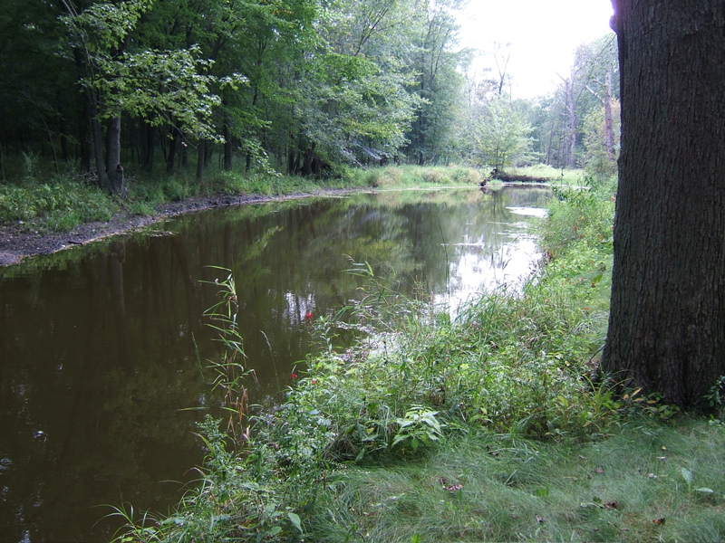 The woodlands pond in the dead of summer
