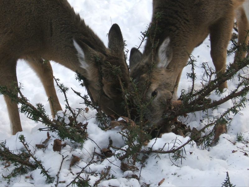 They Love This Stuff