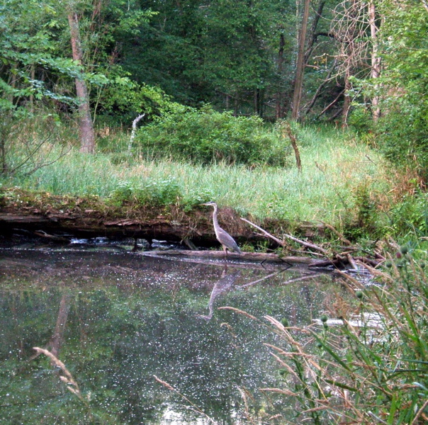 Woodlands heron fishing
