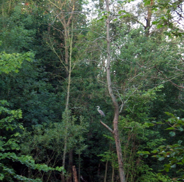 Woodlands heron thinkin'