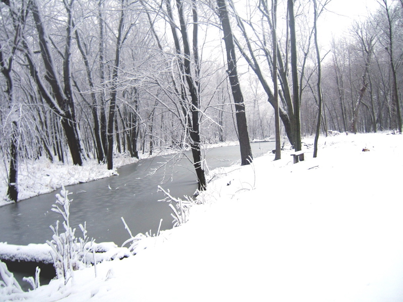 Woodlands pond in the dead of winter
