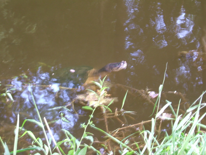 Woodlands snapper We call her Bertha