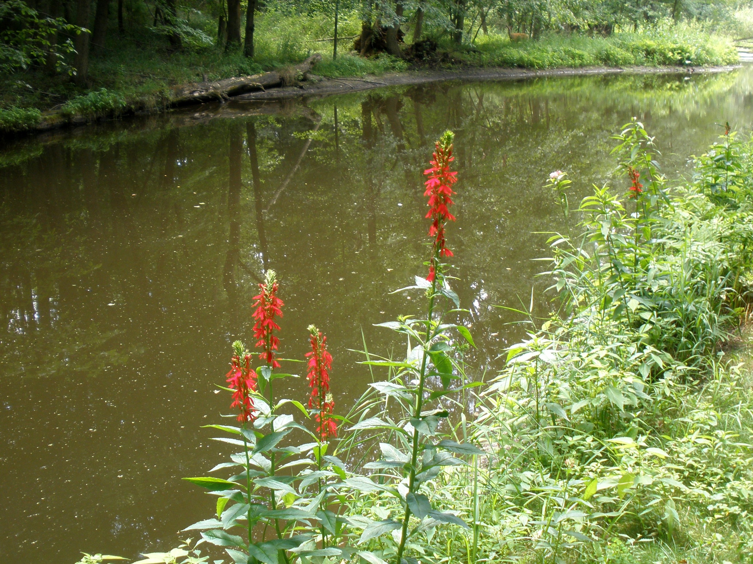 Cardinal flower by day