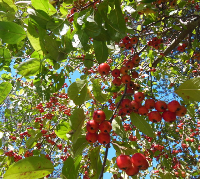 crabapple
