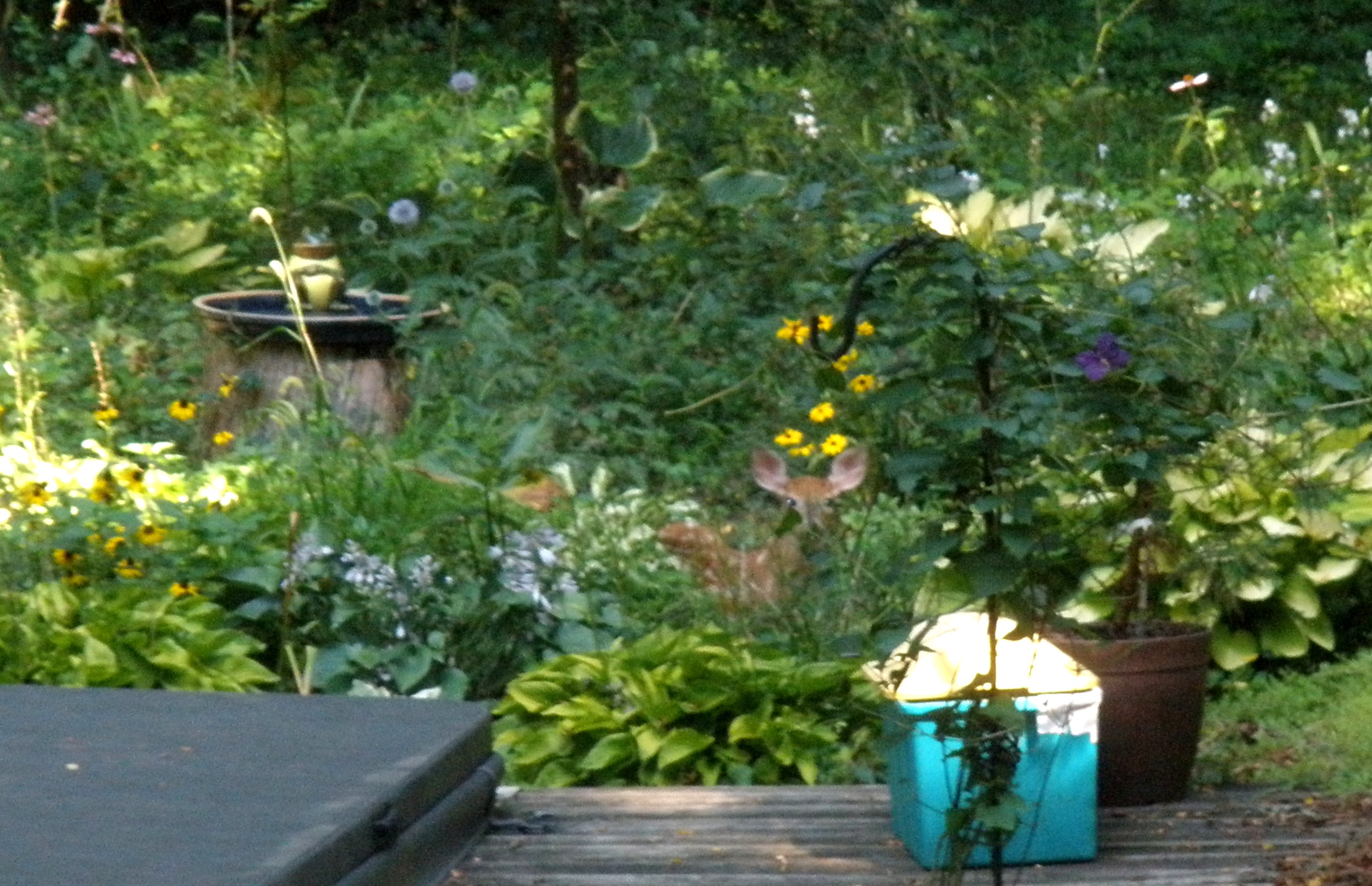 A fawn naps in the garden