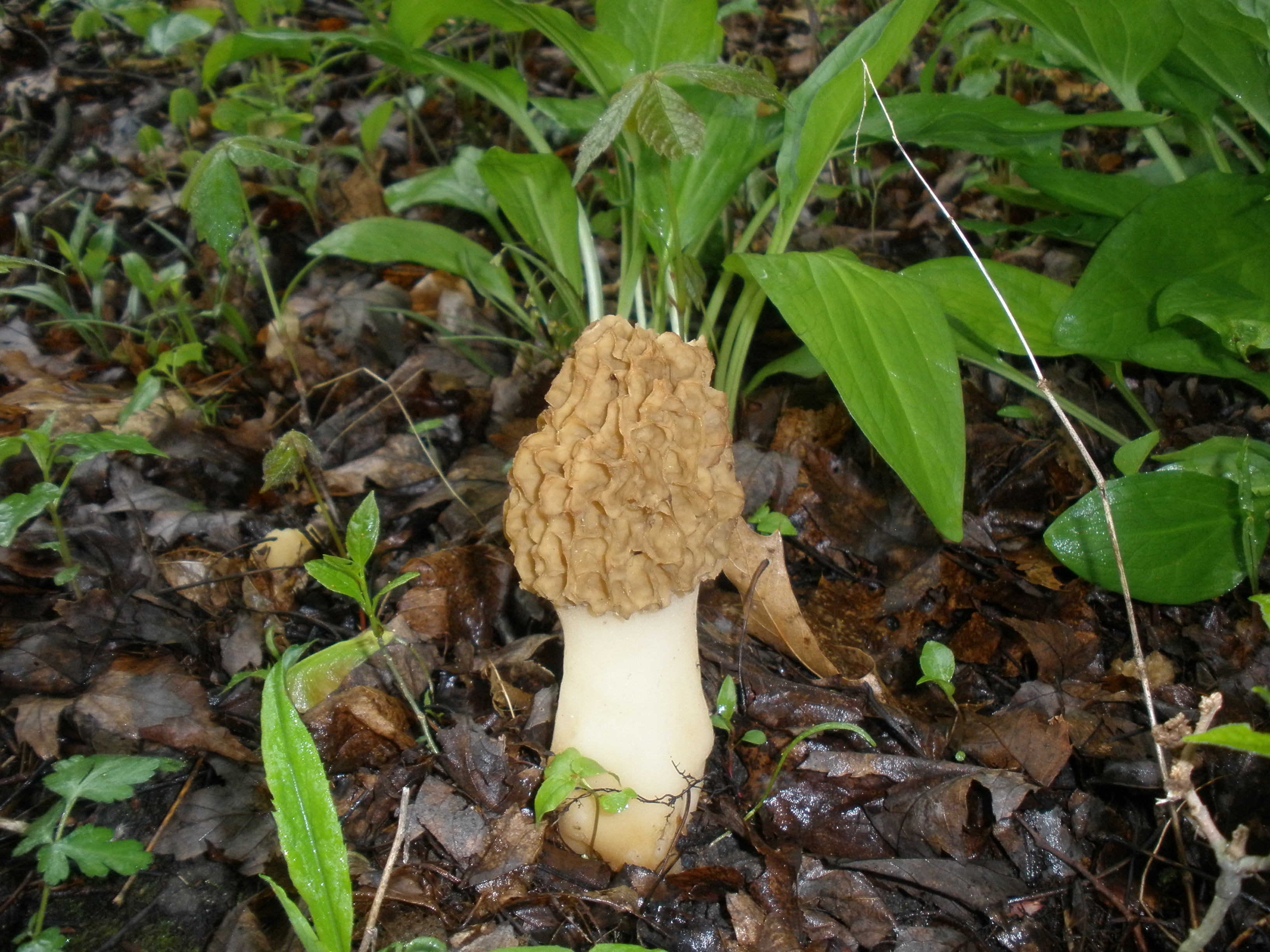 Morel - such delicacy!