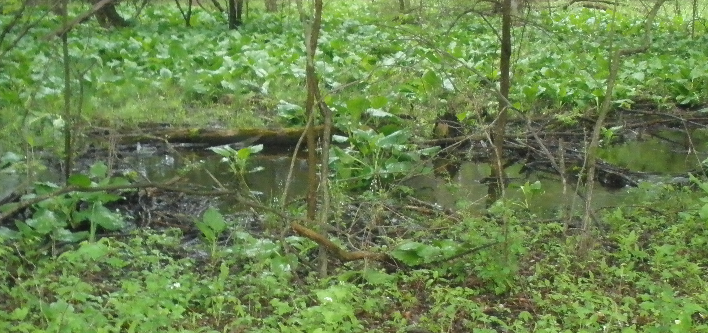 Skunk Cabbage