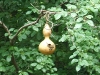 A gourd house