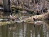 And the geese