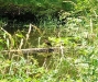 Like a blue heron, but green