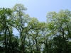 Black locust in bloom