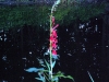 Cardinal flower at night