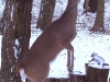 Like horse play but deer...