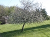 Spring at the Mill
