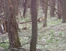 The foxes come out in the spring