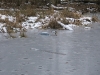 The heron freezes