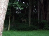 The wayward coyote