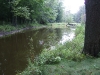 The woodlands pond in the dead of summer