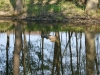Woodlands gator