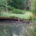 Woodlands heron fishing