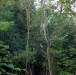 Woodlands heron thinkin'