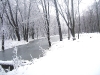 Woodlands pond in the dead of winter