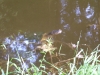 Woodlands snapper We call her Bertha