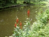 Cardinal flower by day