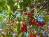 crabapple