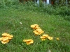 It's August when the fungi bloom