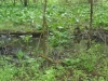 Skunk Cabbage