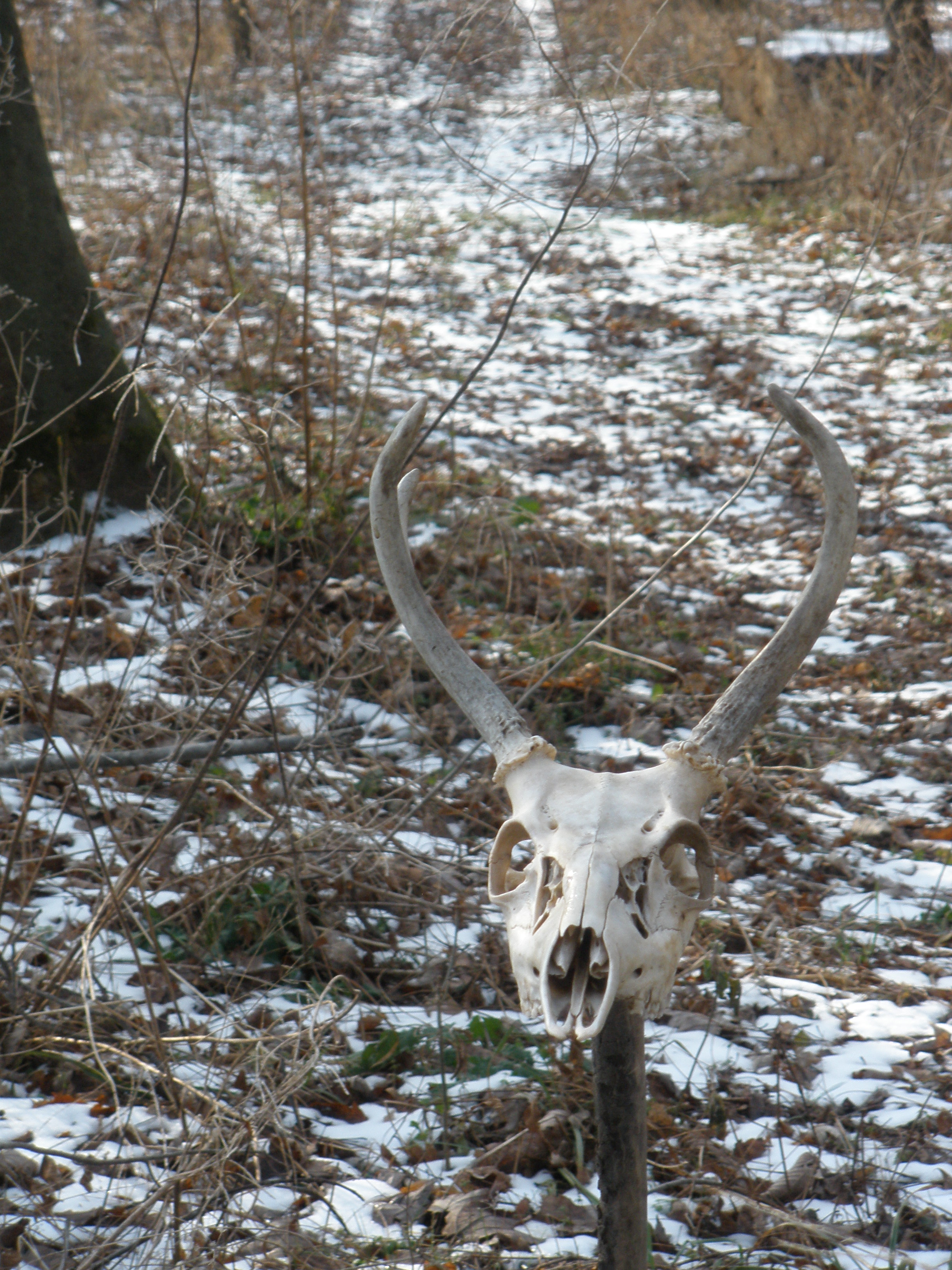 The Trail Head